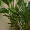 Spathiphyllum - imagine 2
