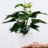 Golden Pothos Pole - imagine 2