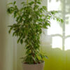 Aralia Ming - imagine 2