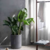 Bird of Paradise - imagine 2