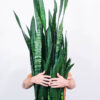 Sansevieria Laurentii - imagine 2