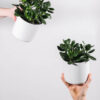 Ficus Decora Burgundy - imagine 2