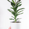 Dracaena Lisa - imagine 2