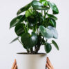 Ficus Decora Cabernet - imagine 2