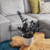 Calathea Rufibarba - imagine 2