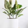 Calathea Beauty Star - imagine 2