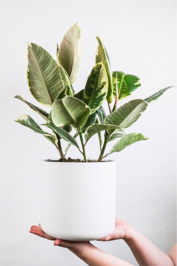 Calathea Beauty Star - imagine 2