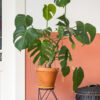 Monstera Deliciosa - imagine 2