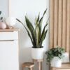 Sansevieria Golden Flame - imagine 2