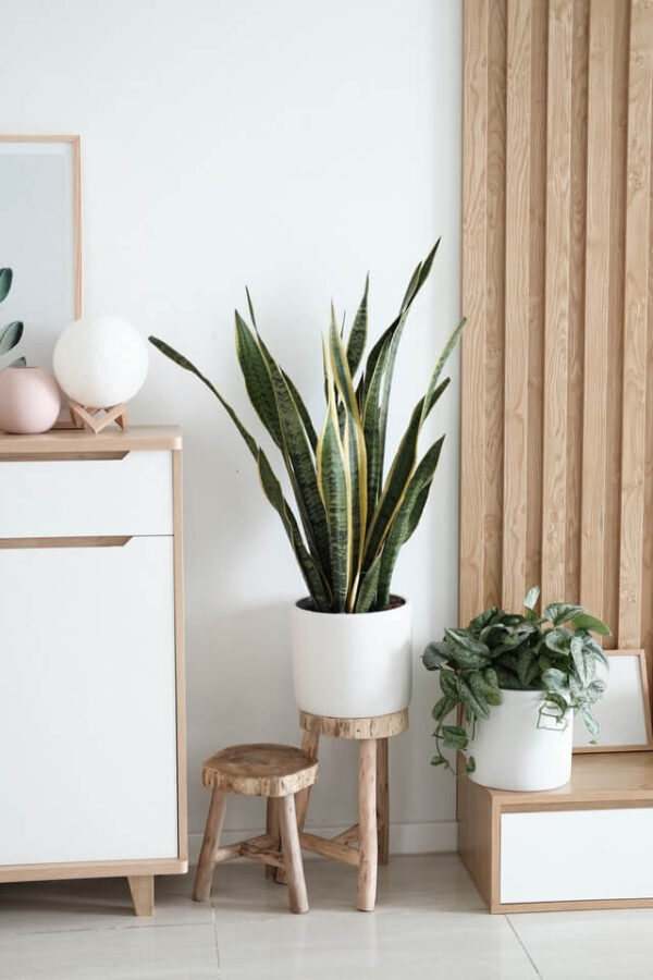 Sansevieria Golden Flame - imagine 2